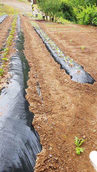 신옥윤님의 금쪽같은 내 작물 자랑하기 · 참여 작성글 사진