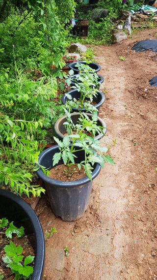 신옥윤님의 금쪽같은 내 작물 자랑하기 · 참여 작성글 사진