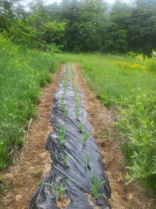 노아마님의 옥수수 · 자유게시판 작성글 사진