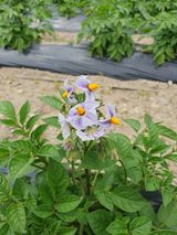 팜모닝 금쪽같은 내 작물 자랑하기·참여 게시글 이미지