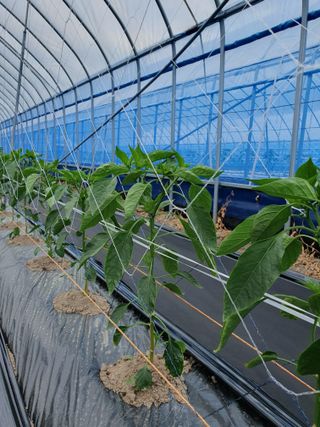 솔송진맘님의 금쪽같은 내 작물 자랑하기 · 참여 작성글 사진