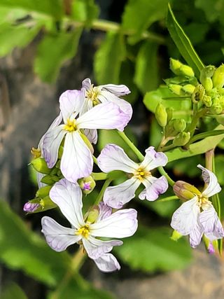 행복농장아다나님의 기타작물 · 자유게시판 작성글 사진