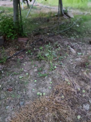 백화사나님의 사과 · 일상 작성글 사진