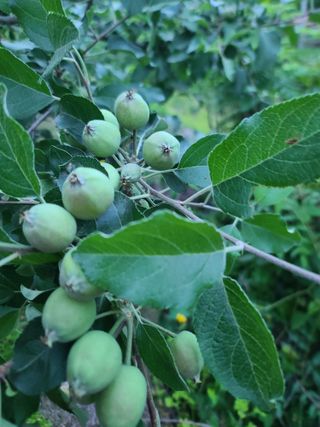 백화사나님의 사과 · 일상 작성글 사진