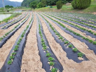 진일환님의 금쪽같은 내 작물 자랑하기 · 참여 작성글 사진