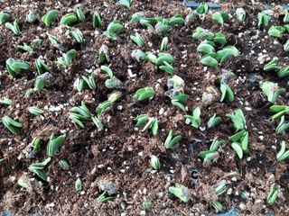 욕심내지말자님의 복숭아 · 자유게시판 작성글 사진