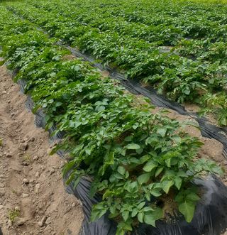 김연수님의 감자 · 자유게시판 작성글 사진