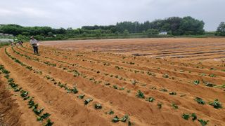 김동수님의 고구마 · 자유게시판 작성글 사진