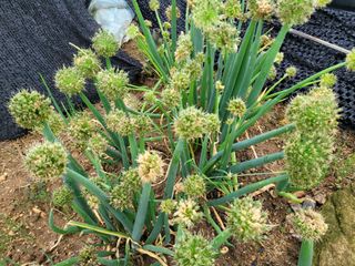 여우내 이순홍님의 기타작물 · 자유게시판 작성글 사진