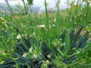 여우내 이순홍님의 기타작물 · 자유게시판 작성글 사진