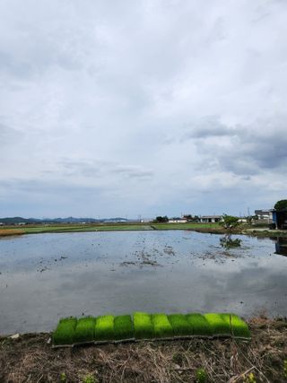 김상례님의 벼 · 자유게시판 작성글 사진