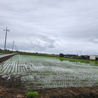 김상례님의 벼 · 자유게시판 작성글 사진