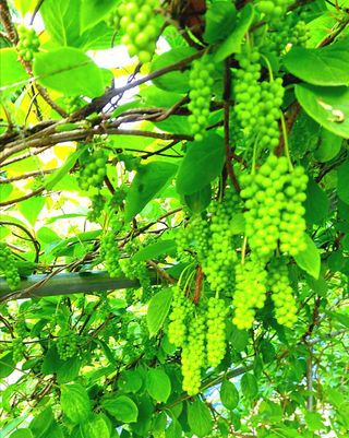 시금치15102님의 자유주제 · 자유게시판 작성글 사진