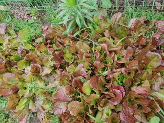 시금치15102님의 자유주제 · 자유게시판 작성글 사진