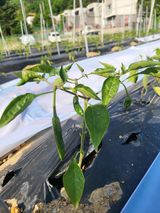 팜모닝 고추·지주설치•유인•성장 게시글 이미지