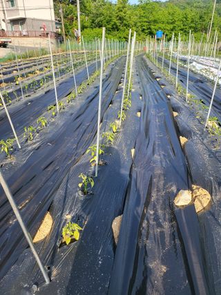 김경순님의 고추 · 지주설치•유인•성장 작성글 사진