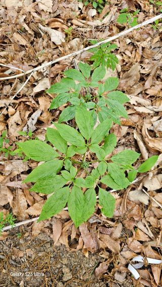 문진용(해오름달)님의 금쪽같은 내 작물 자랑하기 · 참여 작성글 사진