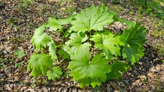 문진용(해오름달)님의 금쪽같은 내 작물 자랑하기 · 참여 작성글 사진