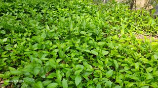 문진용(해오름달)님의 금쪽같은 내 작물 자랑하기 · 참여 작성글 사진