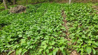 문진용(해오름달)님의 금쪽같은 내 작물 자랑하기 · 참여 작성글 사진