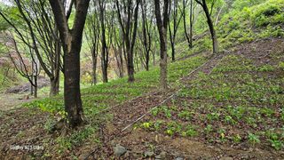 문진용(해오름달)님의 금쪽같은 내 작물 자랑하기 · 참여 작성글 사진