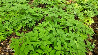 문진용(해오름달)님의 금쪽같은 내 작물 자랑하기 · 참여 작성글 사진