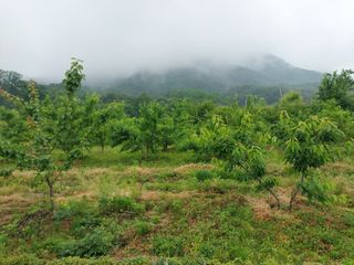 철남 김희곤님의 자두 · 자유게시판 작성글 사진