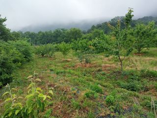 철남 김희곤님의 자두 · 자유게시판 작성글 사진