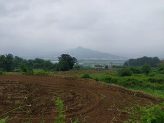 철남 김희곤님의 자두 · 자유게시판 작성글 사진