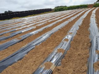 김영례님의 참깨 · 자유게시판 작성글 사진