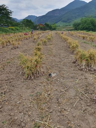 김영복님의 우리동네 · 동네자랑 작성글 사진