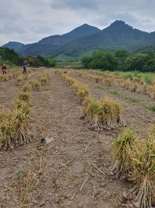 김영복님의 우리동네 · 동네자랑 작성글 사진