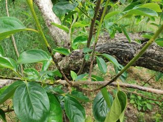 드롱이님의 감 · 병해충상담 작성글 사진