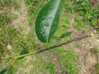 드롱이님의 감 · 병해충상담 작성글 사진