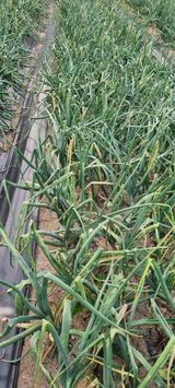 팜모닝 금쪽같은 내 작물 자랑하기·참여 게시글 이미지