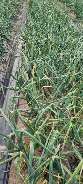 신철승님의 금쪽같은 내 작물 자랑하기 · 참여 작성글 사진