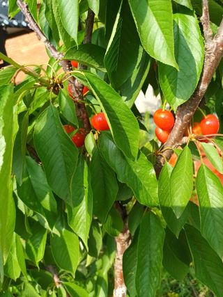 강광석님의 금쪽같은 내 작물 자랑하기 · 참여 작성글 사진