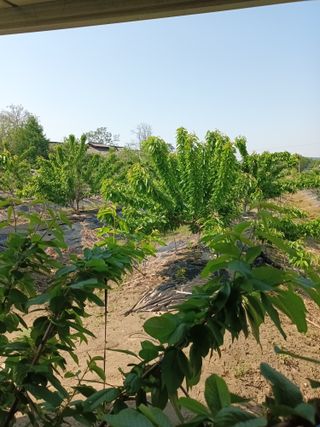 강광석님의 금쪽같은 내 작물 자랑하기 · 참여 작성글 사진