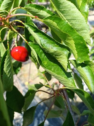 강광석님의 금쪽같은 내 작물 자랑하기 · 참여 작성글 사진