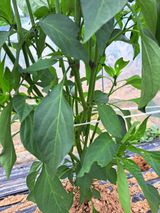 팜모닝 고추·일상 게시글 이미지