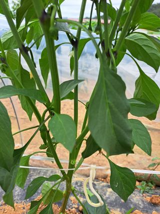 꿈드림뜨락님의 고추 · 일상 작성글 사진