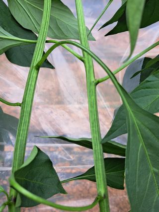 꿈드림뜨락님의 고추 · 일상 작성글 사진