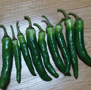 덕포킴님의 고추 · 병해충상담 작성글 사진