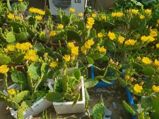 일각님의 기타작물 · 자유게시판 작성글 사진