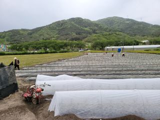 윤채열님의 고추 · 파종•정식 작성글 사진