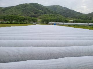 윤채열님의 고추 · 파종•정식 작성글 사진