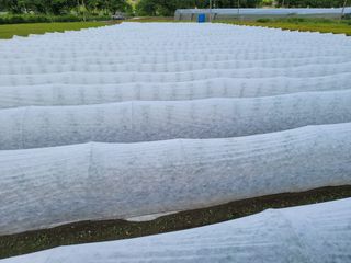 윤채열님의 고추 · 파종•정식 작성글 사진