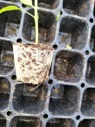 윤채열님의 고추 · 파종•정식 작성글 사진