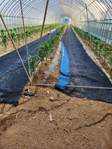 팜모닝 금쪽같은 내 작물 자랑하기·참여 게시글 이미지