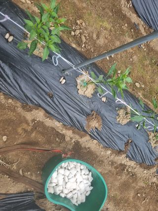 남원 윤형선님의 고추 · 비료•농약 작성글 사진